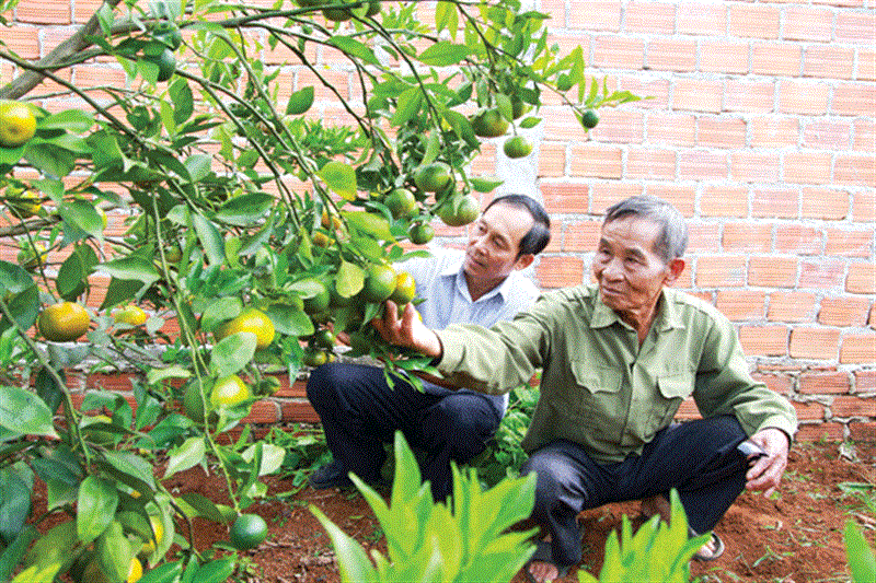 Cây cam đường canh hứa hẹn là hướng làm giàu của cựu chiến binh thôn Đông Anh 4. Ảnh: H.T