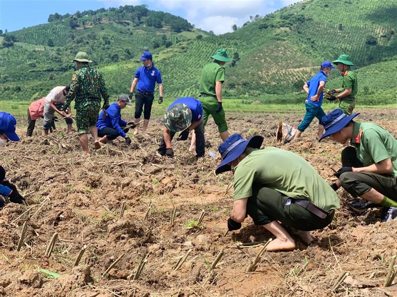 Các lưc lượng thanh niên tham gia công tác dân vận tập trung trồng dâu tại thôn Pretieng, xã Phú Sơn, huyện Lâm Hà