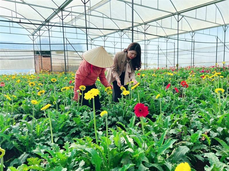 Mô hình trồng hoa đồng tiền tại thôn Tân Đức, xã Tân Văn, huyện Lâm Hà