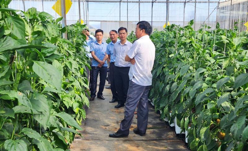 Đoàn công tác thăm mô hình trồng Ớt chuông công nghệ cao tại TT Nam Ban