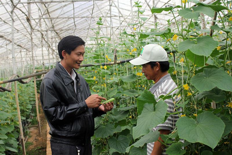 Lâm Hà đang đẩy mạnh phát triển nông nghiệp công nghệ cao